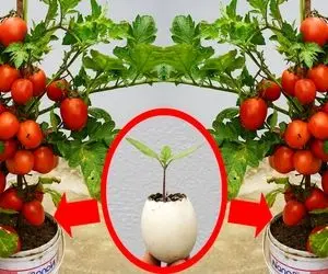 کشاورزی نوین؛ تخم مرغ و خاک رو با هم قاطی کردن توش گوجه کاشتن