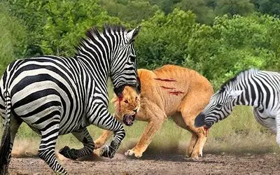 مستند حیات وحش / شکار تحقیرآمیز برای شیر وقتی گورخر خرشانس از چنگش فرار میکنه
