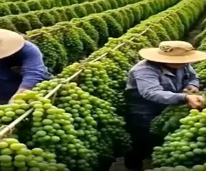 کشاورزی نوین؛ مزرعه انگور زدن چیدنی از سنگینی و درشتی خوشه ها چند نفری باید بگیرنشون