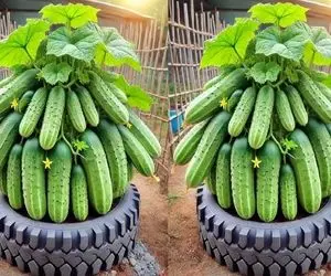 کشاورزی نوین؛ به کدو خمیردندون میزنه میکاره تو خاک با نوشابه سیرابش میکنه تا رشد کنه