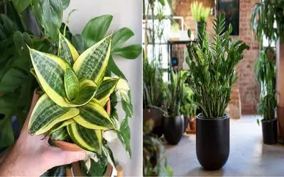 ۵ تا گیاه جون‌ سخت برای خونه‌ های تاریک/ این گیاه ها خیلی بسازن و نیاز کمی به نور دارن
