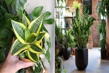 ۵ تا گیاه جون‌ سخت برای خونه‌ های تاریک/ این گیاه ها خیلی بسازن و نیاز کمی به نور دارن