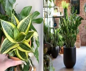 ۵ تا گیاه جون‌ سخت برای خونه‌ های تاریک/ این گیاه ها خیلی بسازن و نیاز کمی به نور دارن