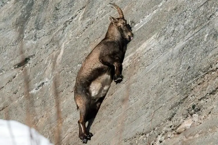 مستند حیات وحش؛ جاذبه حیوونارو به فنای عظما میده