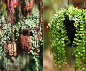 دیسچیدا گیاهی بانمک که با بی توجهی هم قهر نمیکنه/ رازهای نگهداری از این گیاه جذاب