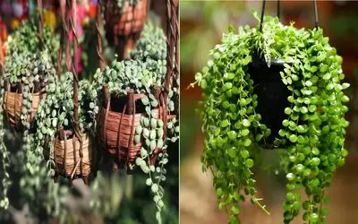 دیسچیدا گیاهی بانمک که با بی توجهی هم قهر نمیکنه/ رازهای نگهداری از این گیاه جذاب