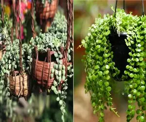 دیسچیدا گیاهی بانمک که با بی توجهی هم قهر نمیکنه/ رازهای نگهداری از این گیاه جذاب