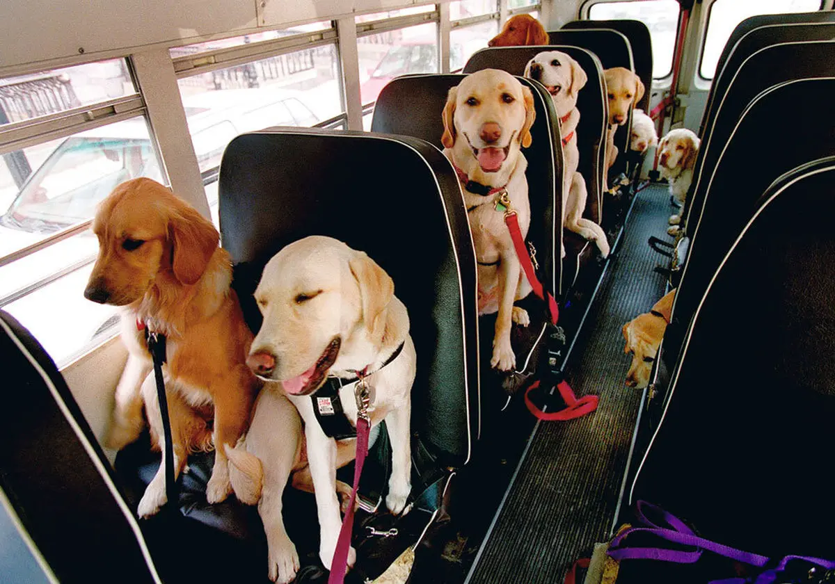 (W)Dog-Bus