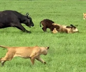 مستند حیات وحش؛ بوفالو می خواد بچه اش رو از دهن شیر بیرون بکشه