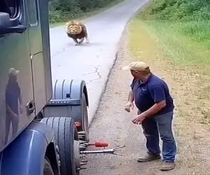 معماری طبیعت؛ شیر با سیس عقاب رفت مرد رو لقمه چپ کنه ولی پک و پاره برگشت خونه اش