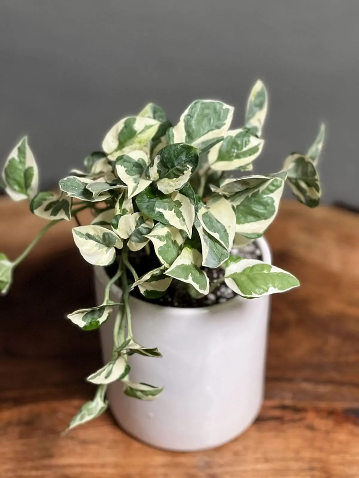 پتوس ارتشی یا پتوس اِن‌ جوی (N’Joy Pothos)