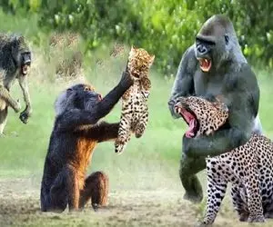 جذابیت‌های حیات وحش؛ بابون شارلاتان حلق پلنگو فشار داد تا بچه شو که خورد بالا بیاره