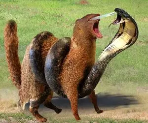 از جذابیت‌های حیات وحش؛ حیوونا ریختن رو سر مار و اون با یه حرکت دخل همشونو میاره