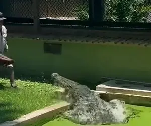 دامداری نوین؛ آقاهه ملتفت نیست با کروکودیل شوخی کرد به شکر خوری افتاد