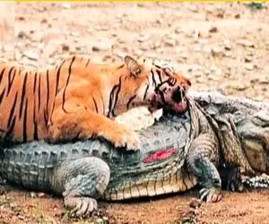 از جذابیت‌های حیات وحش؛ ببر زالو شد و شروع کرد به مکیدن خون گردن کلفت کروکودیل