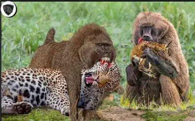 نبرد حیات وحش/شکار پلنگ زخمی توسط بابون ها /بابون ها گردن پلنگ رو ول نکردن