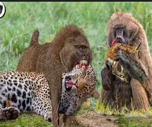 نبرد حیات وحش/شکار پلنگ زخمی توسط بابون ها /بابون ها گردن پلنگ رو ول نکردن