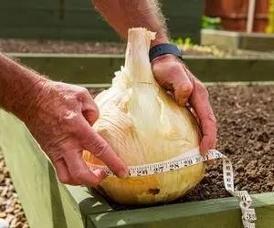 کشاورزی نوین؛ مزرعه پیاز زدن انقد گنده و آبدارن دوس داری بجا میوه گازشون بزنی برقشونو