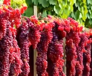 کشاورزی نوین؛ مزرعه ی انگور زدن خوشه ها انقد پربارن تا کف زمین رسیدن دهنت آب میفته