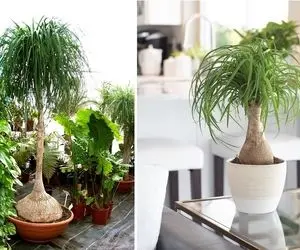 راهنمای نگهداری از گیاه لیندا / نکات مهم برای رشد و زیبایی این درختچه زیبا