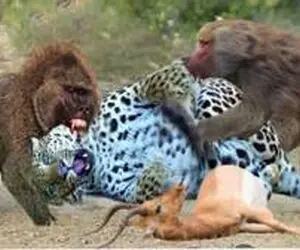 مستند حیات وحش؛ نبرد سبعانه بابون و پلنگ برای لاشه ایمپالا