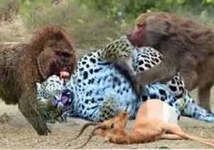 مستند حیات وحش؛ نبرد سبعانه بابون و پلنگ برای لاشه ایمپالا