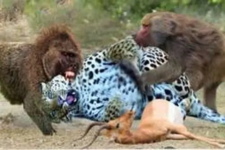 مستند حیات وحش؛ نبرد سبعانه بابون و پلنگ برای لاشه ایمپالا