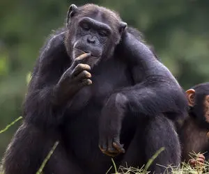 بدایع حیات وحش/تعامل میمون با انسان در جنگل /نشسته عکساشو میبینه و بند کفش میبنده