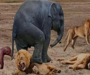 مستند حیات وحش؛ فیل در راستای حراست از بچه اش بابای شیر میاره جلو چشاش