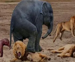 مستند حیات وحش؛ فیل در راستای حراست از بچه اش بابای شیر میاره جلو چشاش