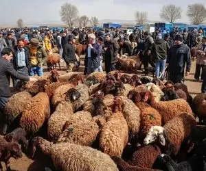 قیمت دام زنده امروز ۱۸ بهمن 1404 + جدول