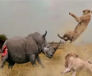 جذابیت حیات وحش / کشتی لاطائل کرگدن شاخ درشت و شیر در حضور ماده سرخورده اش