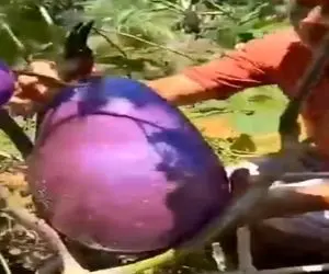 کشاورزی نوین؛ بادمجون بنفشو بریدن از توش هندونه دراومد میوه ها هم شوخیشون گرفته
