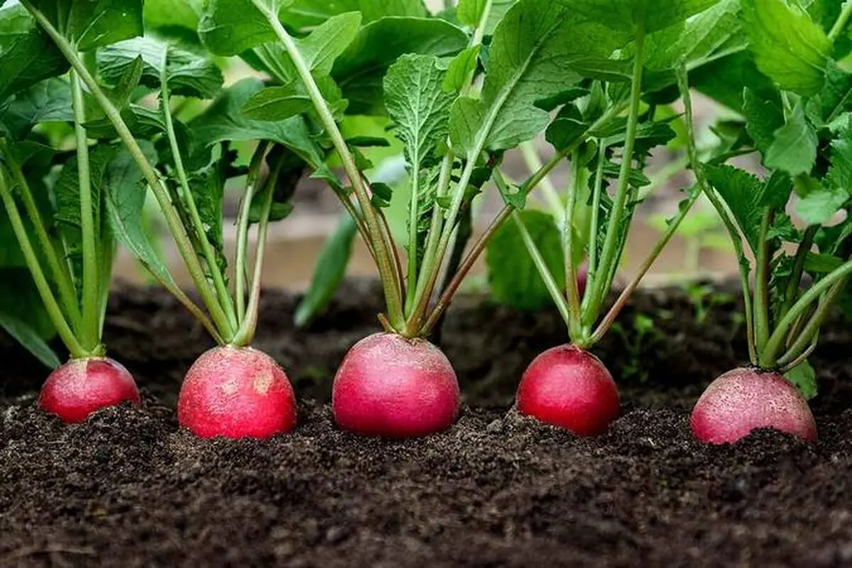red-radishes-growing-in-the-garden-copy
