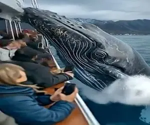 مستند کاوش؛ مردم مزاحم خواب ظهرگاهی نهنگ تانکی شدن اونم قشنگ از خجالتشون دراومد