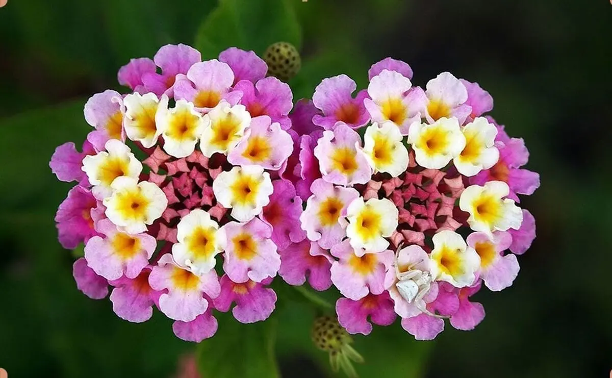 بالا2