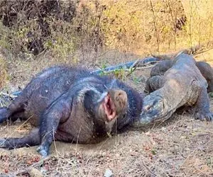 شاهکار حیات وحش / حمله اژدهای کومودو و بلعیدن گراز ضعیف در حالی که جان دارد