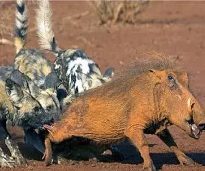 بدایع حیات وحش / گراز مفلوک گیر سگ بدسگال افتاد تیکه و پاره شد