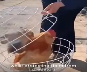 دامداری نوین؛ برا این که مرغا ول بچرخن و سگ نخوردشون انداختنشون تو توپ غلتان