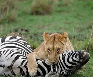 از جذابیت‌های حیات وحش؛ گورخر از ترس مسخ شده شیر با یه حرکت قورتش میده