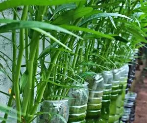 ایده های خلاقانه؛ بطری های پلاستیکی آب معدنی دور نندازیا بدون خاک توش سبزی بکار عالیه