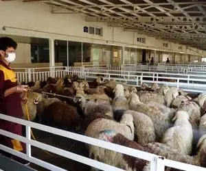 (جدول) قیمت دام زنده امروز ۳ بهمن ۱۴۰۳/ افزایش سقف نرخ گوساله زنده در ۲ استان