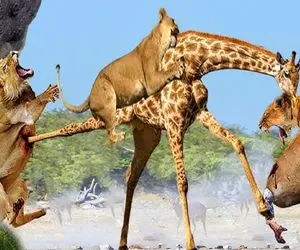 شاهکار حیات وحش؛ زرافه دراز ناز سفاک تنها رفت به جنگ شیر شقی نصفشونو مثله کرد