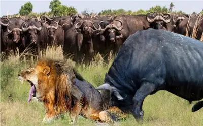 نارام زیان؛ مرگ شیر تاوان شکار بوفالو