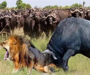 نارام زیان؛ مرگ شیر تاوان شکار بوفالو