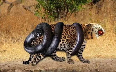 نبرد حیات وحش/پلنگ برای شکار مار رفت بالای درخت /مار انقدر دور پلنگ پیچید تا خفه بشه