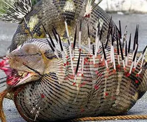 شاهکارهای حیات وحش؛ بدن پیتون کله خر موقع بلع جوجه تیغی سوراخ شد خونریزی کرد