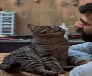 آواز احساسی؛ پسر کله فرفری واسه گربش گفتم که دل از مهر تو برگیرم میخونه صداش دلنوازه