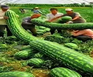 کشاورزی نوین؛ هندونه مفتولی پرورش دادن عین مار انقد درازن قطاری وایمیسن بلندشون میکنن