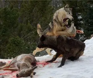 جنگ حیات وحش/سگ های کانگال بچه گرگ رو به دندون کشیدن/گرگ به سرعت به نجات بچش میاد